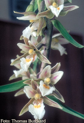 Orchidee: Epipactis leptochila