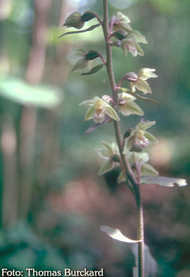 Orchidee: Epipactis purpurata