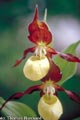 Orchidee: Frauenschuh